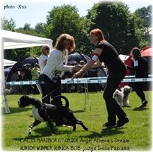 Cacib Maribor 2011, Angel Junior BOB